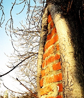 ZiegelBaum_Graz2005_gkb.jpg